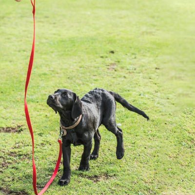 longe pour chien pawtrail