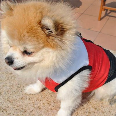 manteau petit chien lovecoat rouge