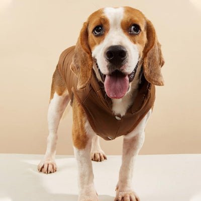 manteau pour petit chien blizzpet kaki face