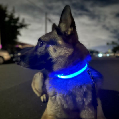 Collier Chien Lumineux - LEDCollarDog™ - Bleu
