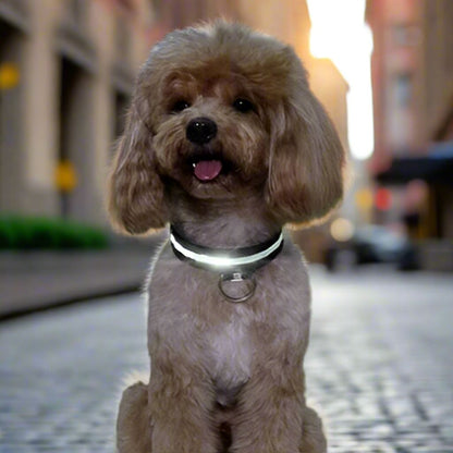 Collier Chien Lumineux - LEDCollarDog™ - Noir